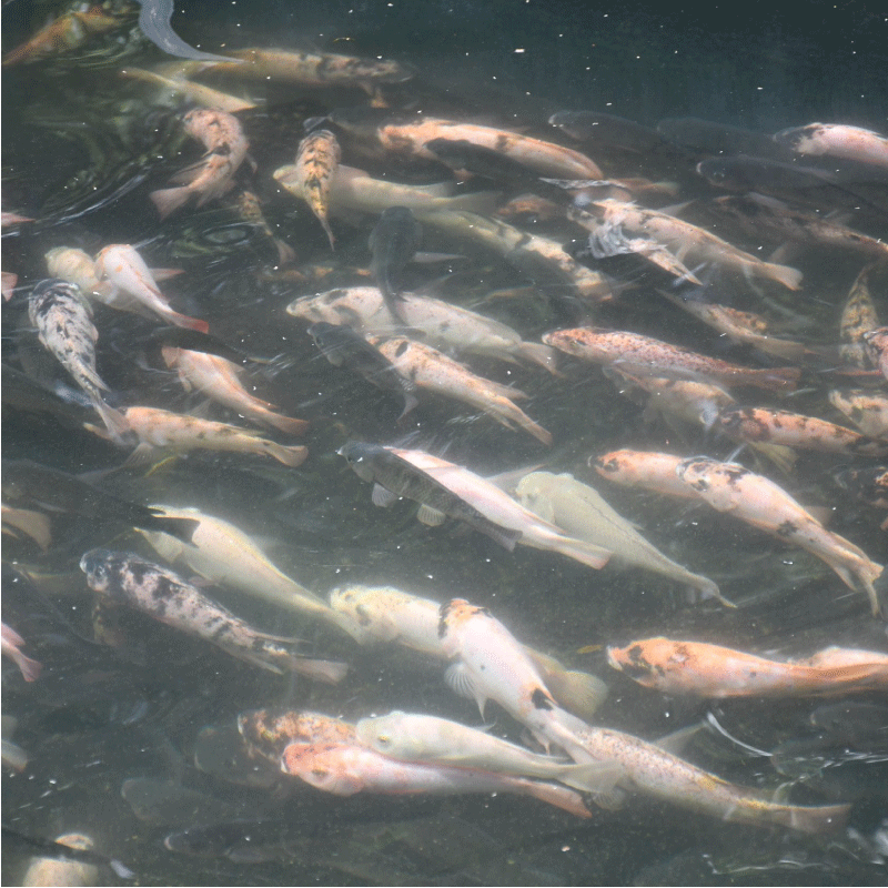 Peces