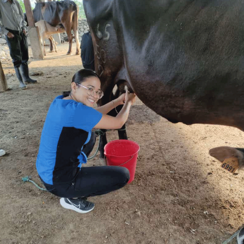 Vacas