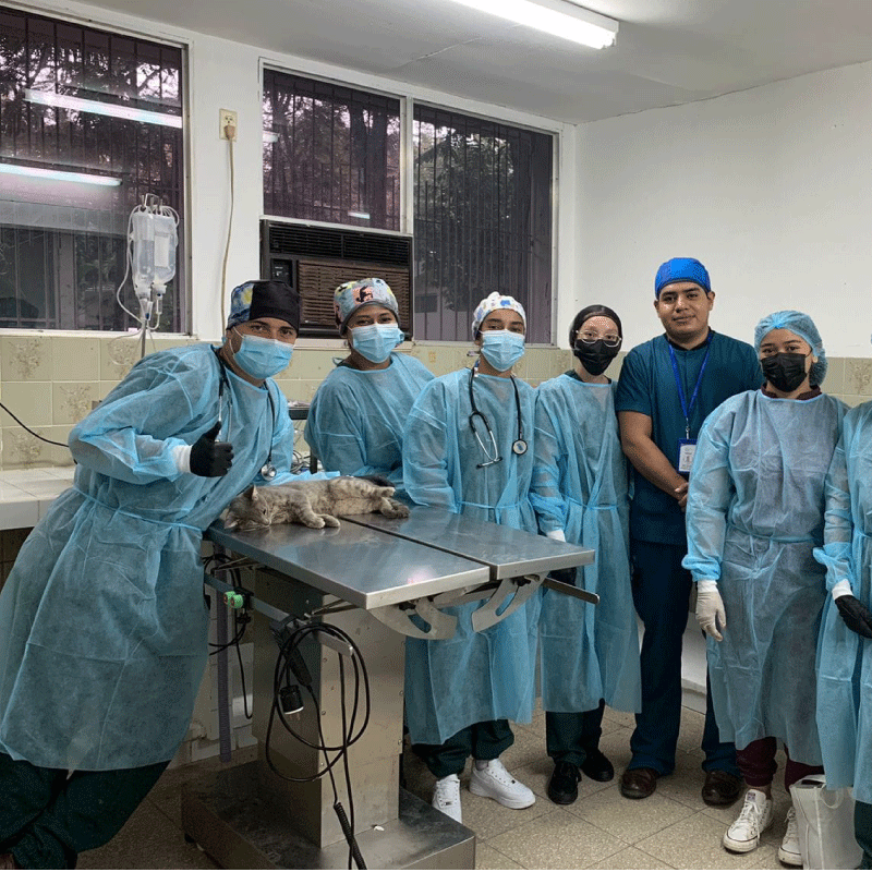 Veterinaria